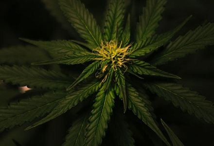 ´Die Cannabispflanze wird im wissenschaftlichen Kontekt auch Cannabis Sativa L. genannt