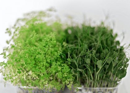 Microgreens und Vertical Farming im Kommen