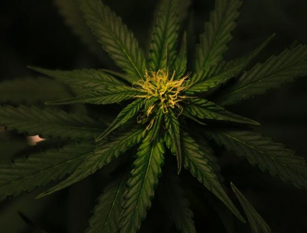 Die Cannabispflanze kommt ursprünglich aus Zentralasien