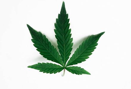 Marihuana ist Teil der Cannabispflanze, aber nicht jedes Cannabis ist automatisch Marihuana