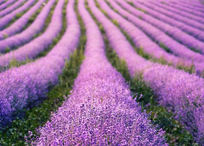 Lavendel und seine schöne Farbe
