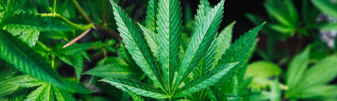 Growing cannabis indoor or outdoor
