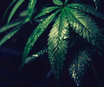 The difference between CBD & THC - and the winner is… | HERBLIZ