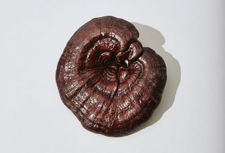 Reishi - learn more about the miracle mushroom