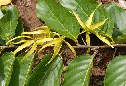 The mesmerizing scent of the Ylang-Ylang tree